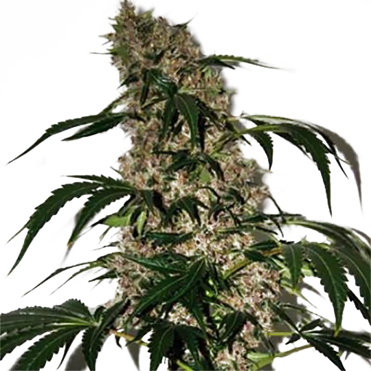 GIRL SCOUT COOKIES XTRM ® FEMINIZED