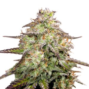 M.O.A.B - MOTHER OF ALL BUDS ®